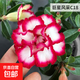 沙漠玫瑰盆栽重瓣花卉庭院植物耐旱室內四季陽(yáng)臺盆景懶人好養綠植 沙漠玫瑰【風(fēng)采】3年老樁+加侖盆