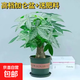 發(fā)財樹盆栽大植物室內(nèi)辦公室桌面客廳小盆景招財樹苗綠植花卉盆栽 小單桿發(fā)財樹 2-3cm【加侖盆】 【送肥料】
