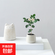 迷你盆栽綠植室內(nèi)桌面辦公室好養(yǎng)花卉小盆景四季常青植物凈化空氣 七里香-白小雪梨盆 帶盆栽好