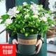 帶花苞濃香型梔子花室內綠植盆栽四季開花桌面花卉凈化空氣好養(yǎng)活 大盆梔子花+加倫盆+帶花苞+肥料