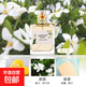 煙雨茉莉香水梔子花女士淡香體香持久留香自然清新迷人學(xué)生黨室內 梔子花