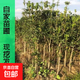 桂花樹(shù)苗四季桂花八月庭院高桿桂花苗盆栽地栽金桂樹(shù)苗四季開(kāi)花樹(shù) 金桂1cm粗高度1米左右
