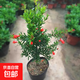 石榴苗果樹(shù)苗盆栽地栽大紅石榴苗南北方種植庭院陽(yáng)臺耐寒果樹(shù)果苗 石榴苗0.5-1cm粗