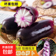 濰坊新下冰淇淋蘿卜脆甜紫蘿卜 現(xiàn)挖現(xiàn)發(fā)冰激凌蘿卜3斤