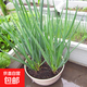 蔬菜苗四季小蔥苗秧苗易活好養(yǎng)盆栽地栽家庭蔬菜苗蔥頭苗香蔥苗 香蔥苗15棵
