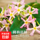 多色品種風(fēng)車(chē)茉莉粉黃白爬藤型植物盆栽濃香型花卉庭院四季常青 風(fēng)車(chē)粉色：粉色洗禮30總高長(cháng)