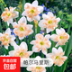 進(jìn)口重瓣洋水仙種球四季開(kāi)花室內盆栽花卉冬季耐寒水培土培花種子 帕爾馬里斯3球裝+肥