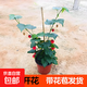 燈籠花盆栽帶花苞苗爬藤植物倒掛金鐘鈴蘭花卉四季種好養易活陽(yáng)臺 帶花發(fā)貨 40-50厘米3-4株原盆土