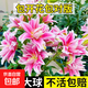 香水百合種球帶芽四季開花室內(nèi)外陽臺多頭百合耐寒好養(yǎng) 粉色【帶芽發(fā)貨】 5個(gè)球（更便宜）