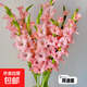 【劍蘭】鮮花云南基地直發(fā)告白求婚情人節(jié)步步高升菖蒲七夕節(jié)禮物 劍蘭粉色10枝