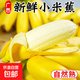 正宗廣西小米蕉香蕉新鮮水果整箱當(dāng)季生鮮蘋(píng)果蕉自然熟粉蕉包郵 【凈重9斤】廣西小米蕉