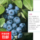 大果藍莓樹(shù)苗盆栽地栽果樹(shù)苗藍莓南北方種植陽(yáng)臺庭院種植當年結果 L25【全國適宜】原盆+肥料 【10.5年苗】 1年結果 果量爆滿(mǎn)