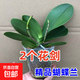 蝴蝶蘭盆栽帶花劍四季開(kāi)花客廳室內蘭花大苗桌面無(wú)花苞花好養易活 【主圖款】---【包開(kāi)花】送營(yíng)養液2包 帶1支花劍
