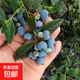藍莓樹(shù)果苗盆栽帶果發(fā)貨陽(yáng)臺南北方種植藍莓果樹(shù)苗特大號當年結果 3年苗兩顆  品種隨機
