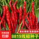 8819線椒種子香辣超皺皮紅高產(chǎn)農(nóng)家大田蔬菜種籽 *廠家直發(fā)#精品8819線椒辣椒種子 *粒粒精選#原裝一包約(100粒)