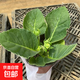 重瓣大巖桐花苗富貴芙蓉花卉室內(nèi)觀賞盆栽帶花苞基地直發(fā)四季開(kāi)花 紅色 【帶花發(fā)貨】約15-20cm高 帶盆栽好