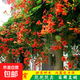 凌霄花苗凌霄花樹(shù)苗庭院爬藤植物凌霄苗老樁大盆栽綠化攀爬紫藤苗 中華凌霄5年苗（粗2公分）