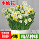 水仙花盆栽室內(nèi)水養(yǎng)花卉綠植物陽臺水培土培種球漳州水仙洋水仙 10個水仙小球+1塑料水仙盆