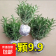 迷迭香盆栽可食用牛排食材調味提神驅蚊香草凈化空氣四季常青植物 迷迭香【3盆特惠裝】  最后幾份 不含盆