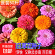 百日草種子重瓣花種子矮桿混色百日菊易活庭院花壇觀(guān)賞步步高花籽 矮桿百日草種子混色 半斤價(jià)