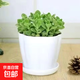 碰碰香一抹香辦公室醒目防蚊植物凈化空氣室內(nèi)外綠植桌面四季盆栽 碰碰香1盆【原土帶白花瓣朵盆】