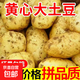 黃心土豆新鮮洋芋馬鈴薯黃皮應(yīng)季蔬菜整箱優(yōu)質(zhì)土豆現(xiàn)摘美味蔬菜 帶箱9斤土豆