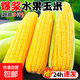 新鮮現摘水果玉米大棒子早餐必備直播間同款超市品質(zhì)價(jià)格便宜 水果玉米含箱7斤 （7-9根）