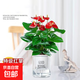 水培植物粉掌盆栽水養紅掌鮮花綠植辦公室內面好養活四季開(kāi)花 紅掌+早安吸水盆