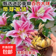 【帶芽發(fā)貨】香水百合種球重瓣百合盆栽陽(yáng)臺四季百合花多花苞濃香 香水百合種球混色【10顆裝】+肥
