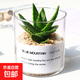 多肉植物仙人掌盆栽室內肉肉仙人球小盆栽開(kāi)花可愛(ài)桌面綠植 小蘆薈+玻璃盆+黃金砂+營(yíng)養土 含盆