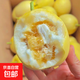 山東新下頭茬黃河蜜罐景甜5號(hào) 景甜5號(hào)1.5斤