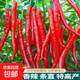辣椒種子二金條高產(chǎn)超長(cháng)線(xiàn)椒種籽薄皮蔬菜種子籽四季陽(yáng)臺盆栽田地 二金條辣椒種子 1包約300粒