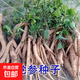 正品黨參種子中草藥材種籽山野菜四季種植陽臺盆栽易種原裝新種籽 黨參種子 1包約100粒
