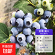 藍莓樹(shù)果苗藍莓苗盆栽地栽果苗帶大果南北方種植苗兔眼綠寶石果樹(shù) 5年苗_南大/帶葉帶土發(fā)貨