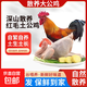【大廠貨源】大公雞農(nóng)家散養(yǎng)土雞新鮮大公雞走地雞青腳雞溜達(dá)雞 2只9斤裝 大公雞