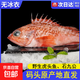 新魚姐 東海海捕虎頭魚凈重2斤3-4條 碼頭直發(fā) 虎頭魚無冰石九公 虎頭魚(無冰)3-4條/2斤
