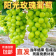 陽(yáng)光玫瑰巨峰葡萄樹(shù)苗盆栽包成活果樹(shù)苗南北方種植葡萄苖當年結果 陽(yáng)光玫瑰 2年苗【1棵裝】