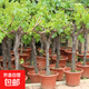 葡萄樹苗特大巨峰無籽陽光玫瑰葡萄苗藍(lán)寶石南爬藤北方種當(dāng)年結(jié)果 巨峰20年大苗