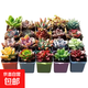 多肉植物盆栽綠植花卉室內玉露錢(qián)串紅寶石書(shū)桌擺件玫瑰 15顆多肉隨機+15個(gè)小盆+營(yíng)養土 圖片文字有說(shuō)明