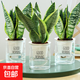 金邊虎皮蘭盆栽多肉植物水培好養(yǎng)綠植室內(nèi)花卉客廳大型虎尾蘭陽(yáng)臺(tái) 【推薦3盆裝】30cm3棵虎皮蘭【早安盆】