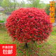 紅葉石楠樹(shù)苗工程綠化苗木籬笆植物石楠苗石楠球四季常綠庭院花壇 紅葉石楠球30厘米冠幅