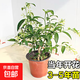 夜來(lái)香花樹(shù)苗夜來(lái)香盆栽花卉植物室內驅蚊花苗濃香夜來(lái)香四季開(kāi)花 3年苗帶分枝【當年開(kāi)花】