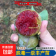 三華李子樹(shù)苗紅心新品種特大嫁接蜂糖李北南方種植水果樹(shù)果苗大全 五年苗【當年結果】