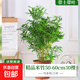 水培米竹盆栽室內植物小葉綠植矮化竹子苗辦公桌面觀(guān)賞鳳尾竹盆景 米竹50-60厘米【中盆30棵不活包賠】