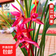 當(dāng)年開(kāi)花蘭花苗春劍都江紅素陽(yáng)臺(tái)花卉蘭花綠植盆栽自然種植 春劍都江紅素5苗壯苗裸根 送開(kāi)花肥