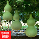 葫蘆種子巨型酒仙葫蘆瓜種子特大酒葫蘆庭院陽(yáng)臺盆栽爬藤蔬菜種子 酒仙葫蘆種子 3包約30粒