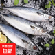 京喜加鮐鲅魚青占魚青魚新鮮冷凍鲅魚青花魚整條鮐魚深海捕撈海鮮魚類 6斤【超值】鮐鲅魚150-200g/條