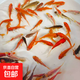 觀(guān)賞魚(yú)紅草金魚(yú)冷水魚(yú)金魚(yú)小魚(yú)活魚(yú)小寵物好養耐活闖缸練手飼料魚(yú) 草金魚(yú)三十條+2條備損 3-5cm