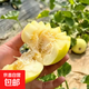 山東新下頭茬黃河蜜罐景甜5號(hào) 景甜5號(hào)3-3.5斤