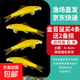 金苔鼠魚(yú)魚(yú)缸清潔魚(yú)工具魚(yú)魚(yú)缸除藻清理糞便小型熱帶觀賞魚(yú)魚(yú)活體 金苔鼠4條送備損2條【發(fā)6條】